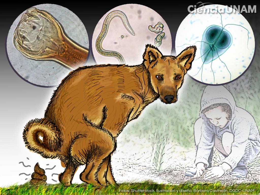 giardia canina en humanos