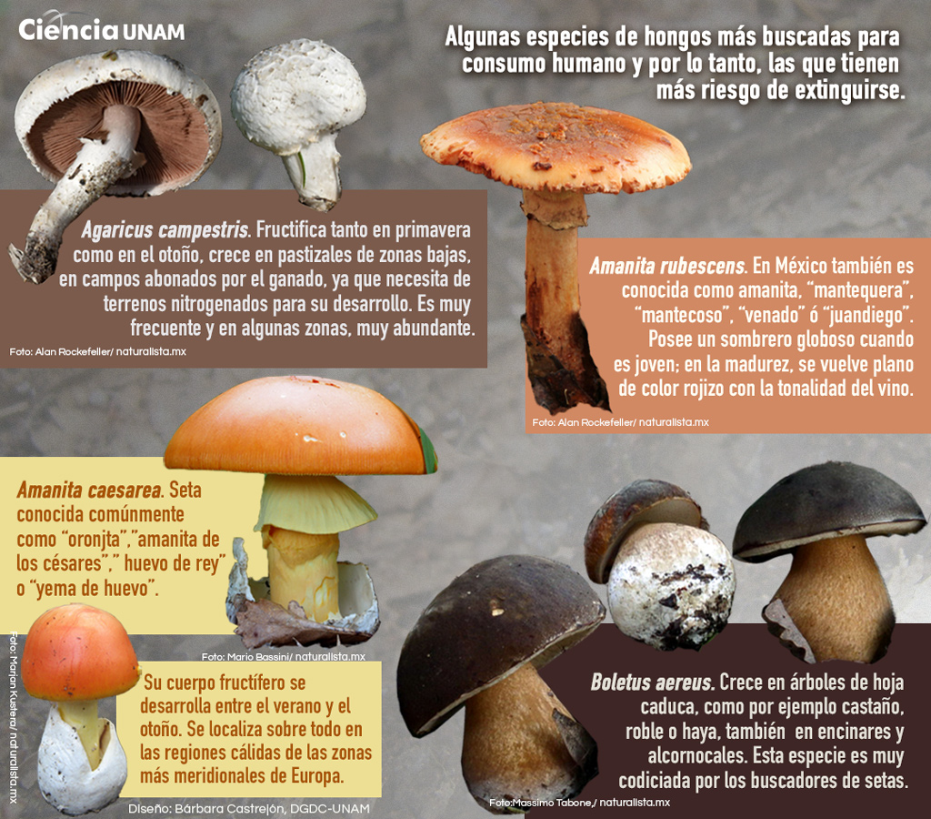 Tipos De Hongos Medicinales Y Sus Propiedades Sorprendentes Sexiz Pix