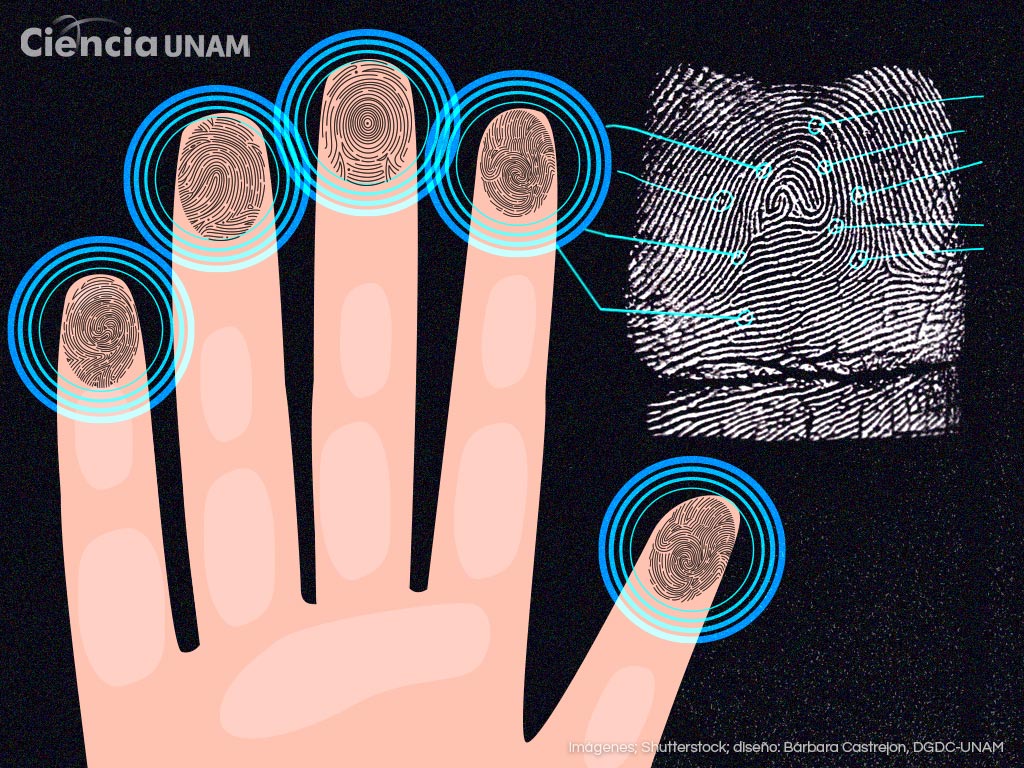 Avances en la identificación de personas las huellas dactilares Ciencia UNAM