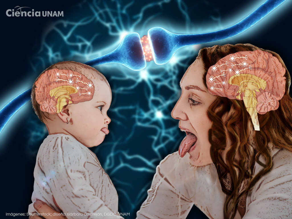 tempo eficiencia resistencia Espejear el sentimiento del otro: las neuronas espejo - Ciencia UNAM