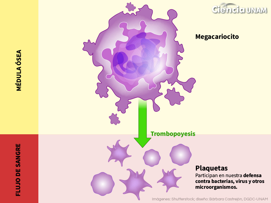 acelerador Mensajero Cambiable Las plaquetas, unas células muy peculiares - Ciencia UNAM