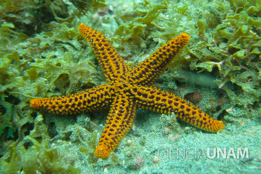 estrella de mar  Fondo marino, Estrella de mar, Animales
