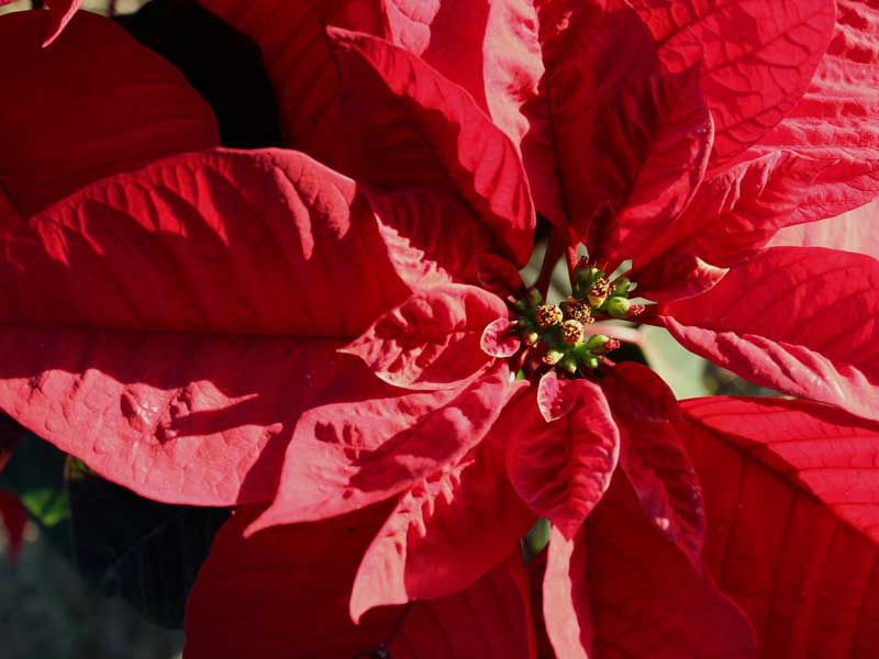 Nochebuenas: Las hojas navideñas - Ciencia UNAM