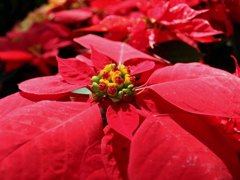Nochebuenas: Las hojas navideñas - Ciencia UNAM