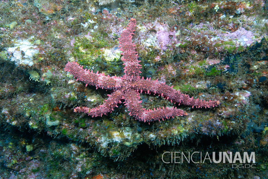 Constelaciones acuáticas: las estrellas de mar - Ciencia UNAM