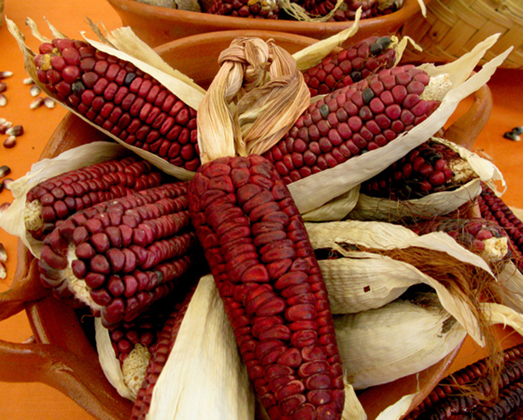 El maíz nuestra raíz - Ciencia UNAM