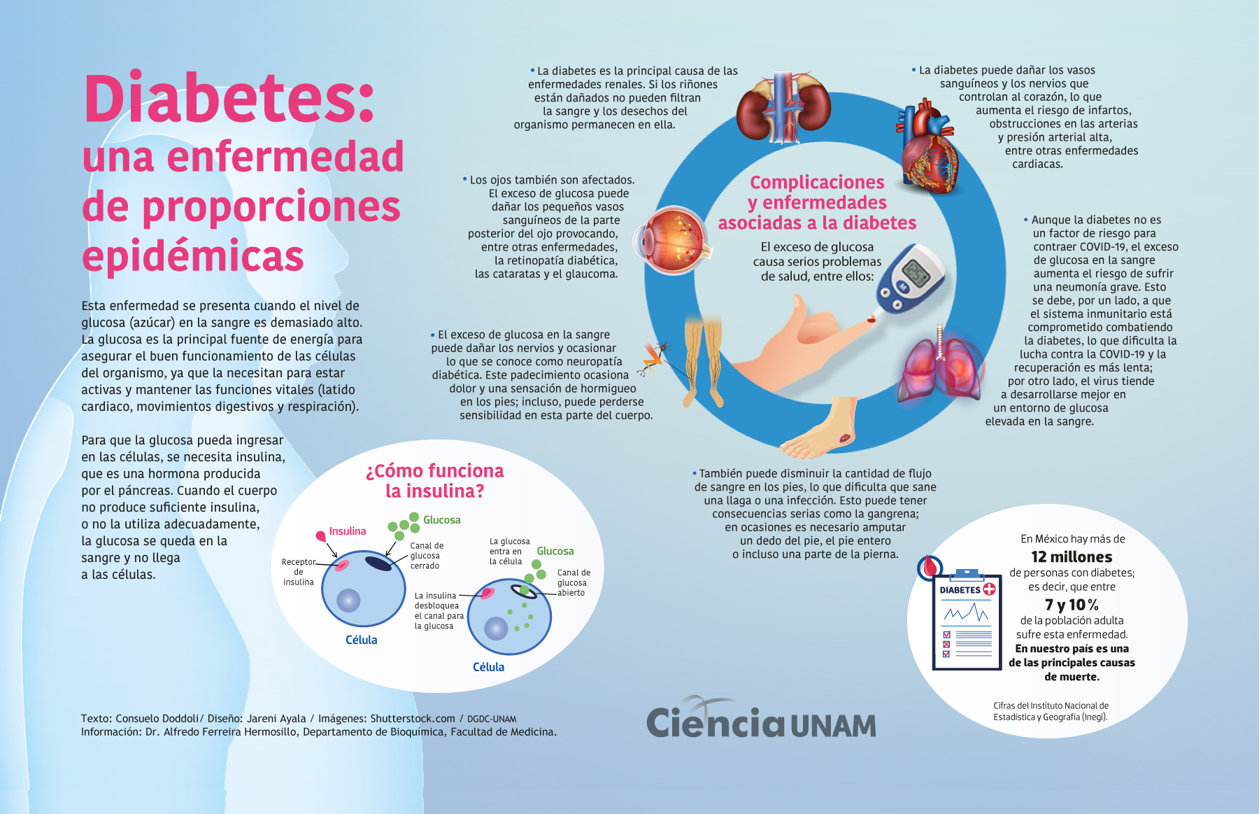 de múltiples fines Ajustarse Importancia La Diabetes y sus secuelas - Ciencia UNAM