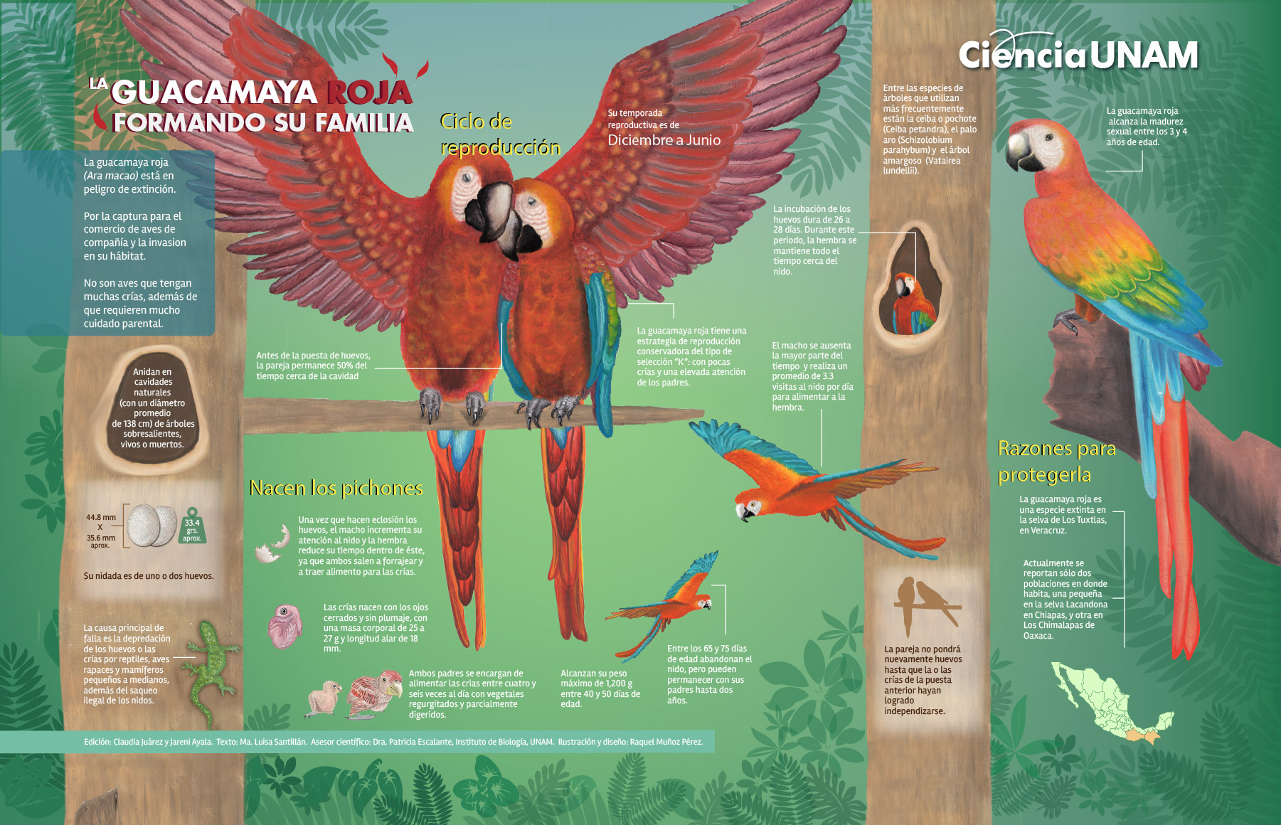 La guacamaya roja formando su familia - Ciencia UNAM