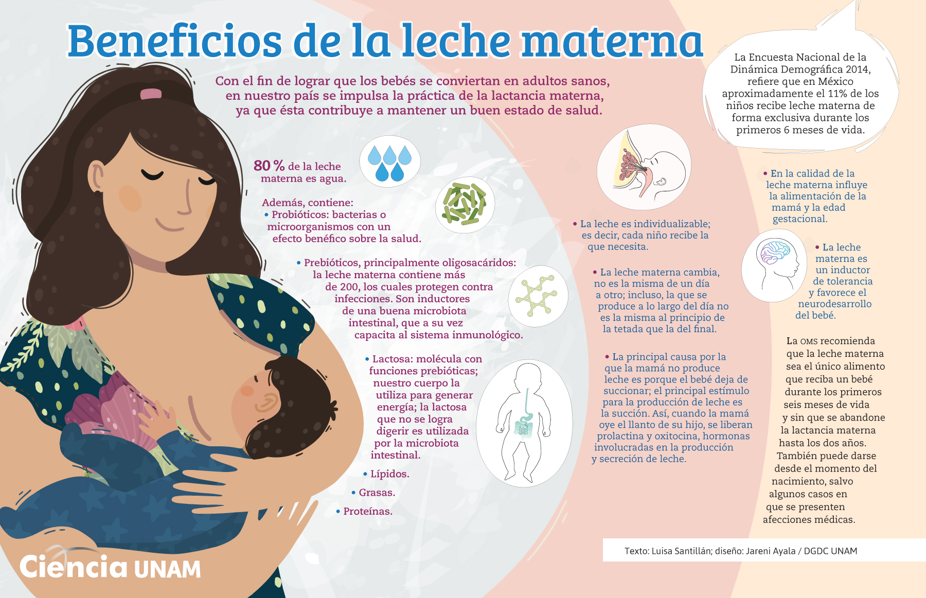 INFOGRAFÍA: Leche Materna, el alimento ideal - Ciencia UNAM