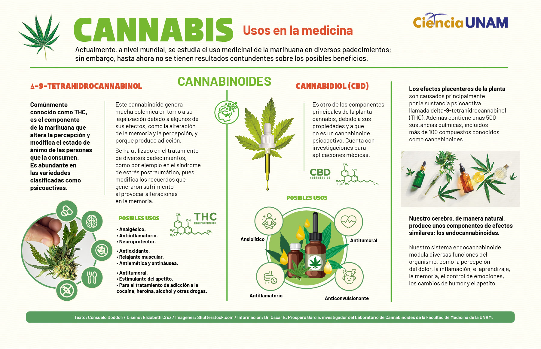 La Marihuana Como Medicina Ciencia Unam
