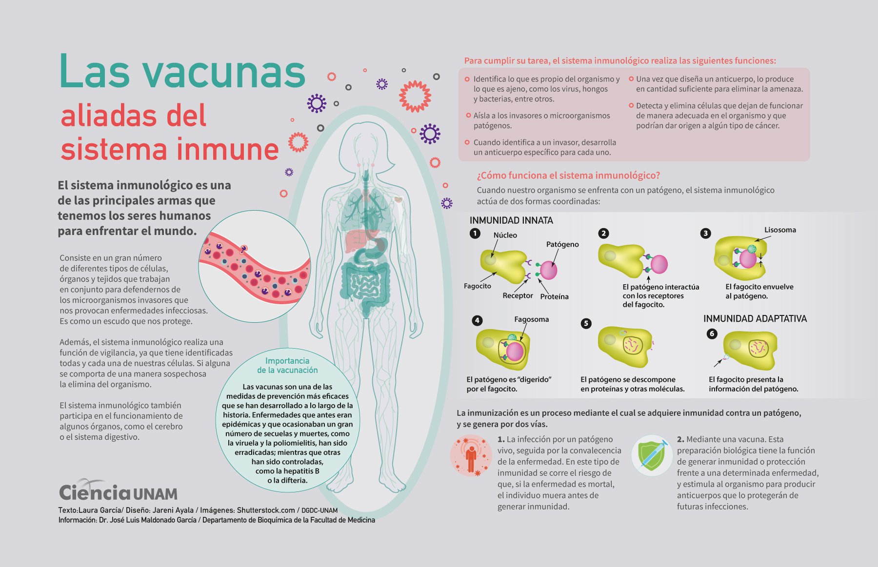 El Ajedrez estimula tus inteligencias - Ciencia UNAM