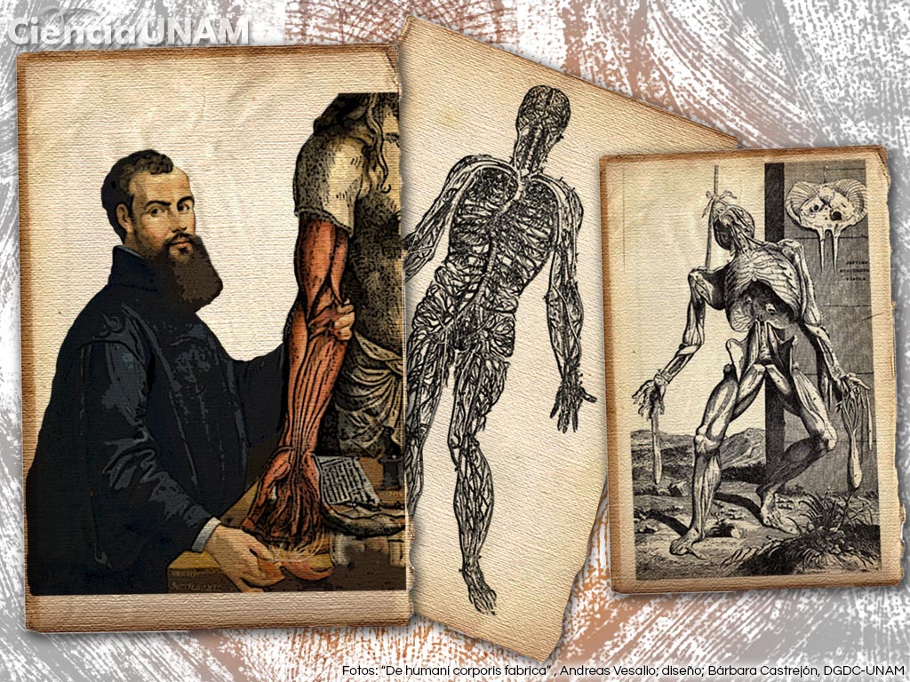 Andrés Vesalio y su aporte a la anatomía moderna - Ciencia UNAM