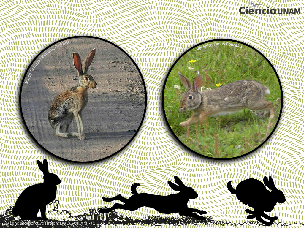Los conejos y las liebres que viven en México - Ciencia UNAM