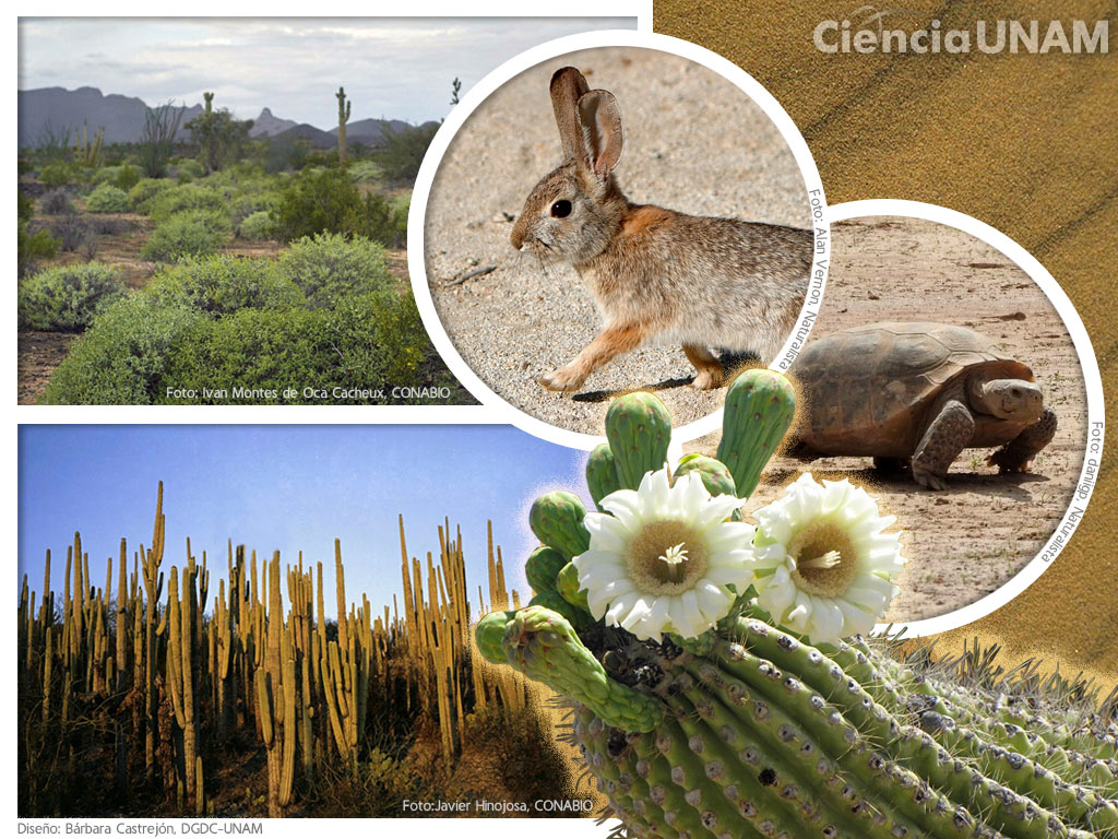Desiertos, espacios de interacción y amplia diversidad biológica - Ciencia  UNAM