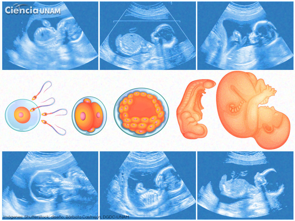 Embriología. La formación de un nuevo ser humano y los riesgos dentro del  útero materno - Ciencia UNAM