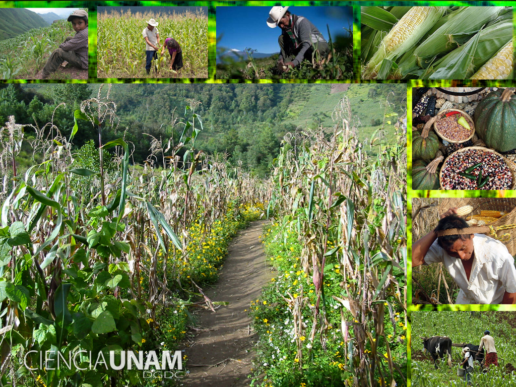 La milpa, tradición milenaria de agricultura familiar - Ciencia UNAM
