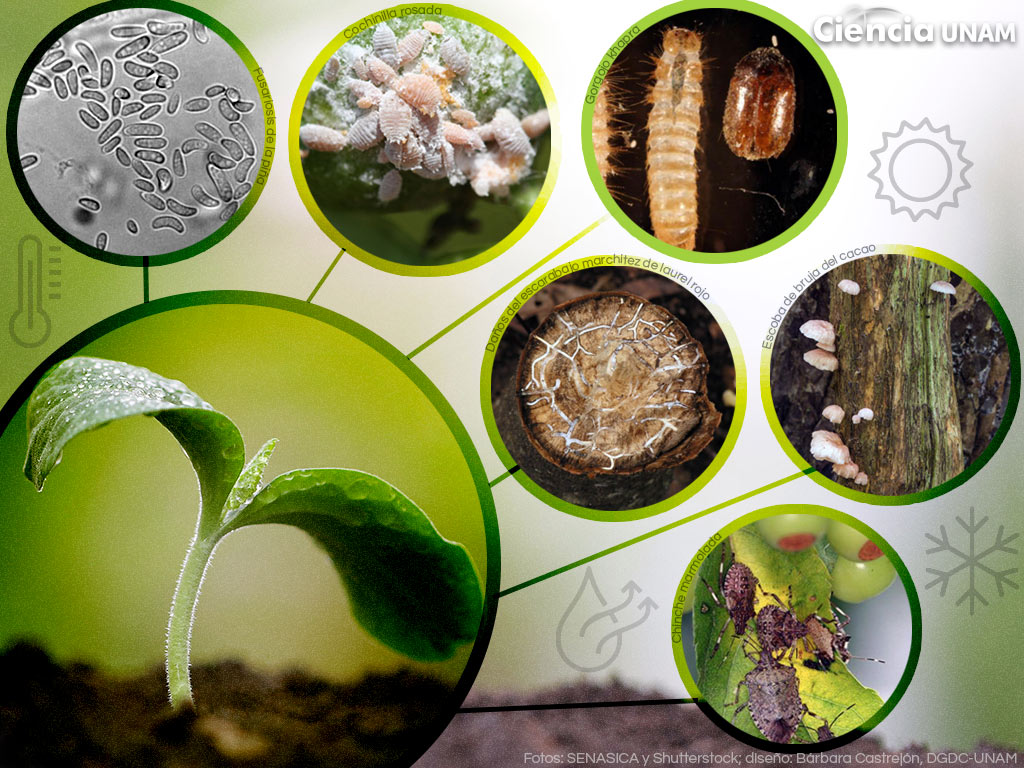 Tierra de diatomeas: múltiples usos para la salud humana, las plantas y los  animales - Conciencia Eco