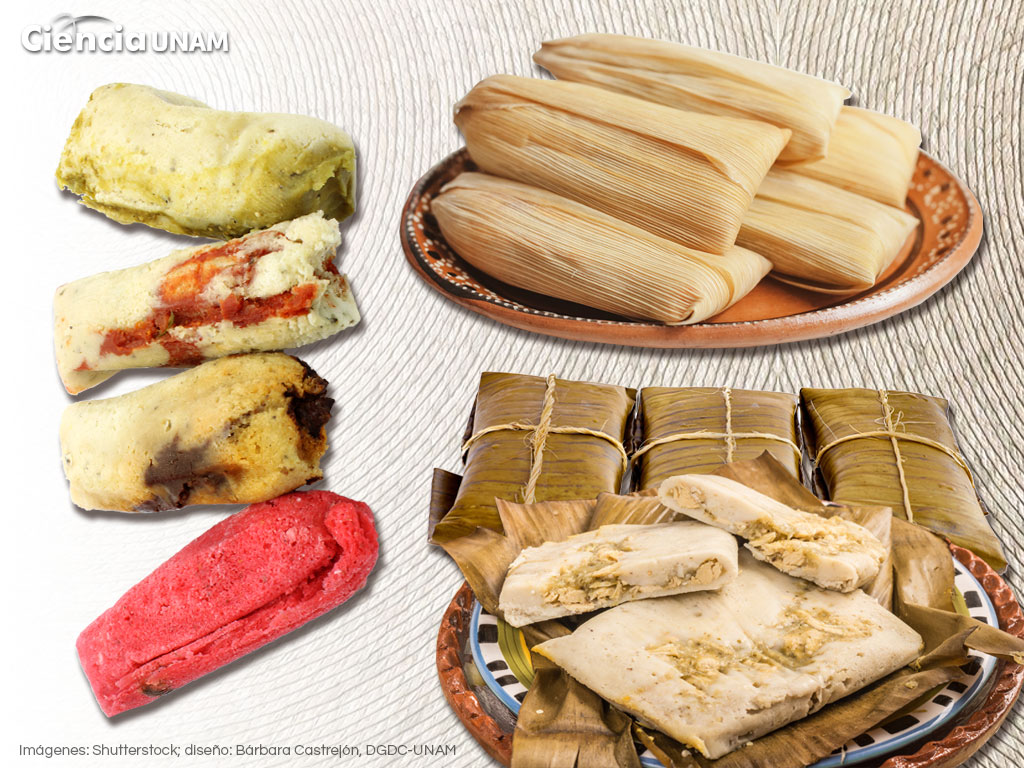 Tamales de México, su historia y sabores - Ciencia UNAM