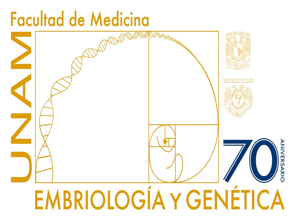 Embriología. La formación de un nuevo ser humano y los riesgos dentro del  útero materno - Ciencia UNAM