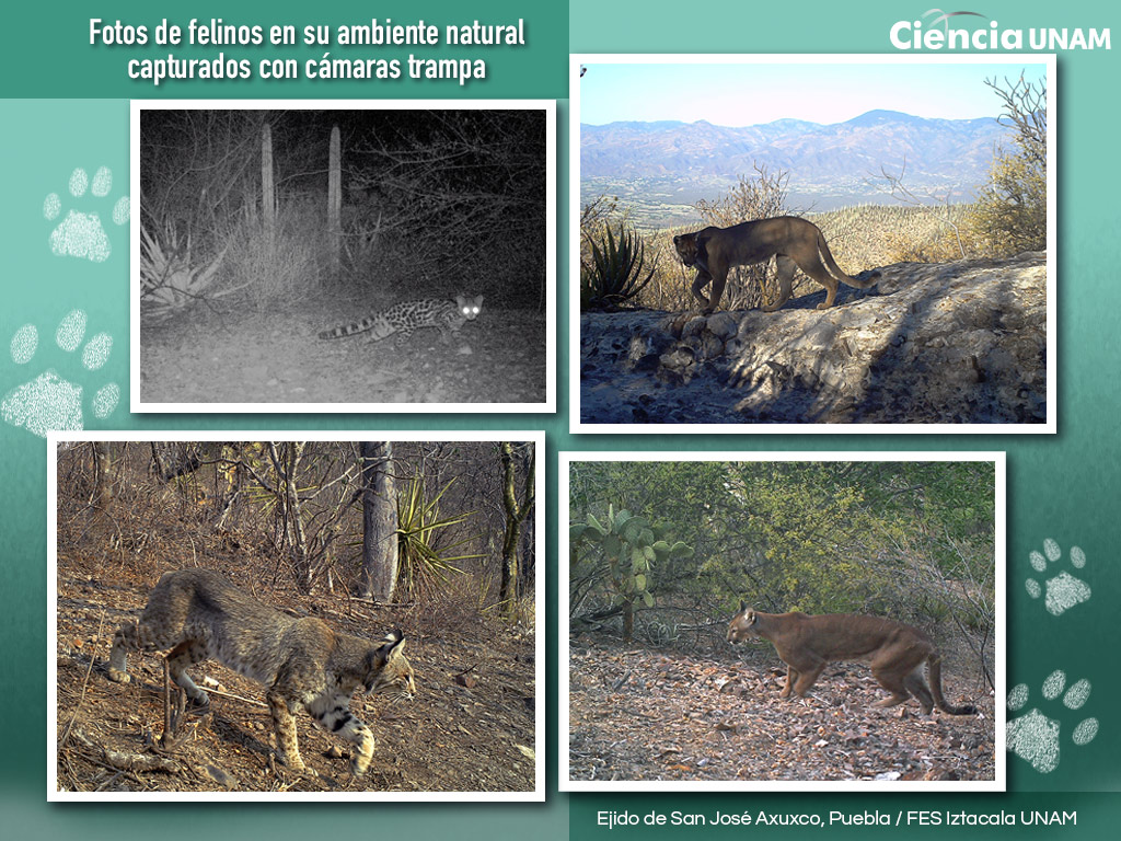 Sabes qué felinos viven en México? - Ciencia UNAM