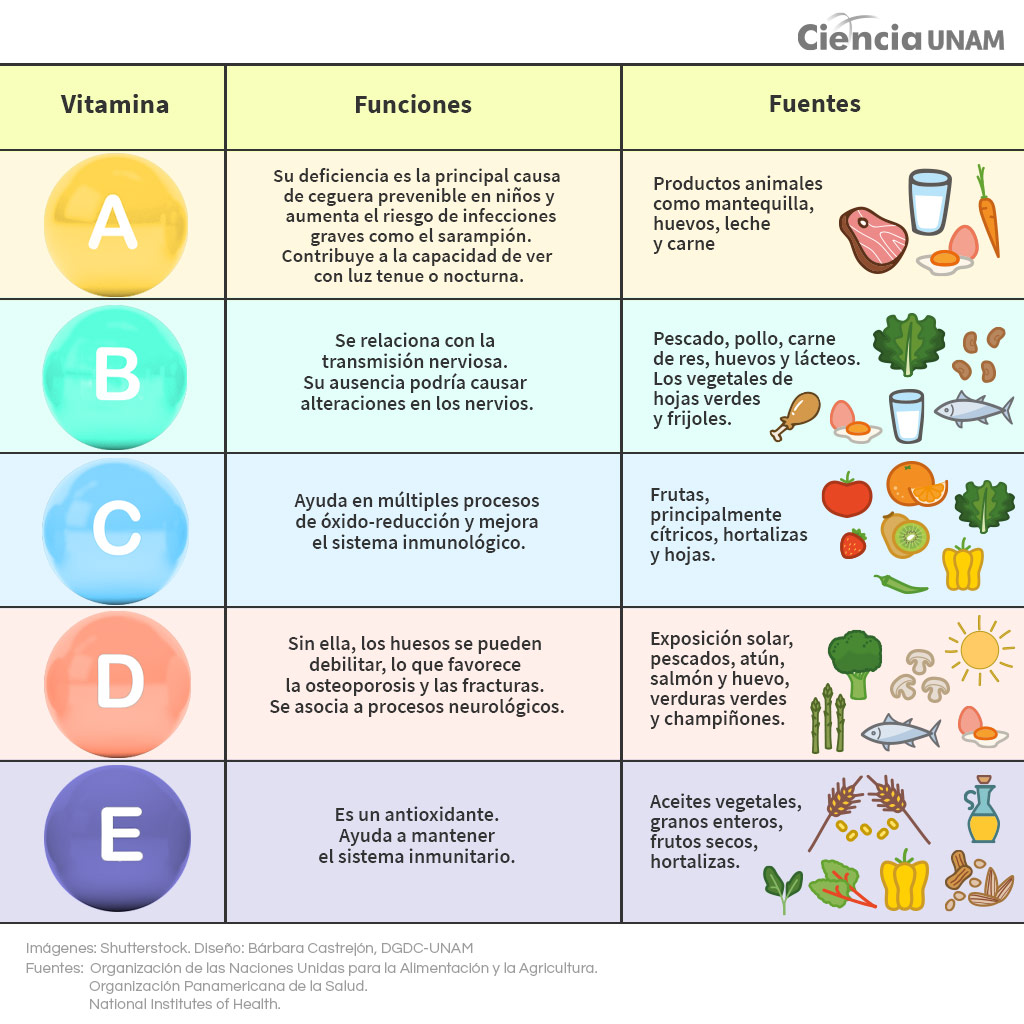 Las Vitaminas ¿qué Tan Responsables Son De Nuestra Salud Ciencia Unam 8626