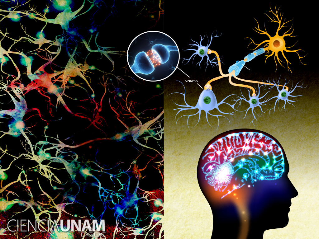 Redes de neuronas, misterio para los estudiosos del cerebro - Ciencia UNAM