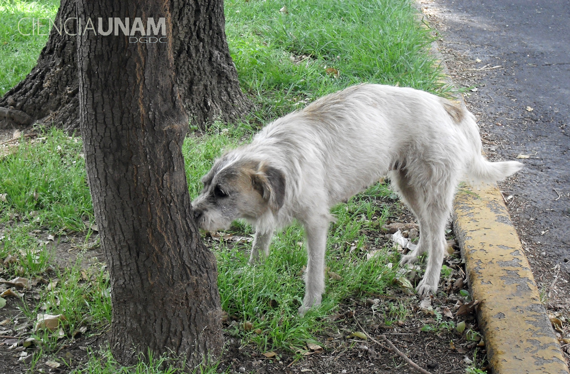 Proponen solución al problema de los perros callejeros Ciencia UNAM